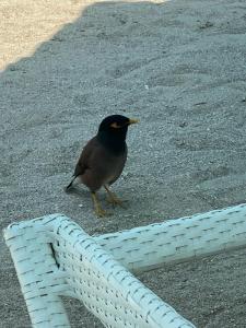 The Retreat Palm Dubai MGallery by Sofitel - 58