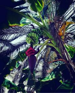 TUI MAGIC LIFE Kalawy - 72