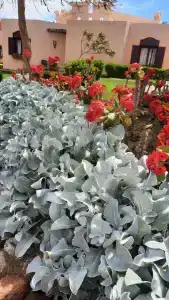 Nubian Island, Families and Couples only - 39