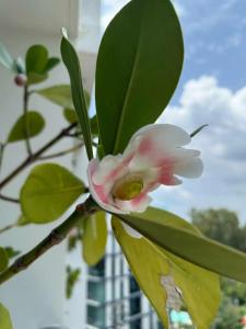 Hilton Garden Inn Phuket Bang Tao - SHA Extra Plus - 25