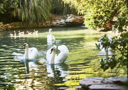 Bel-Air - Dorchester Collection - 10