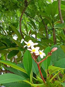 Phi Phi Andaman Legacy Resort-SHA Plus - 20