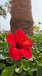 Sea Star Beau Rivage - 12