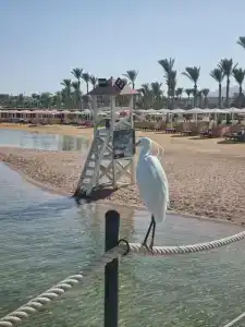 Pickalbatros Laguna Vista Aqua Park - Sharm El Sheikh - 44