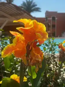 Caribbean World Resort Soma Bay - 29