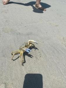 Golden Sands & Residences - 85