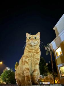 Tu Casa Gelidonya - 39