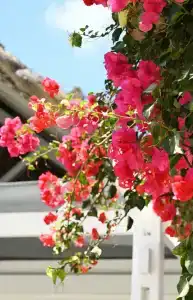 Veranda Palmar Beach & Spa - All Inclusive - 9