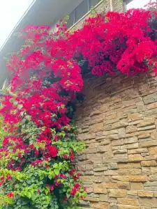 NG Phaselis Bay - 54