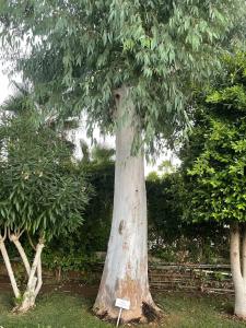 Delphin Deluxe Resort - 93