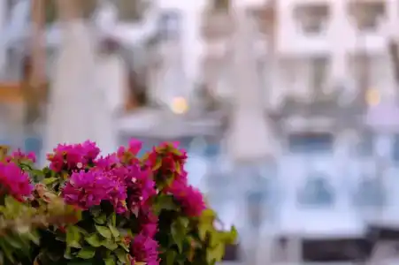 Sunrise Remal Resort - 41