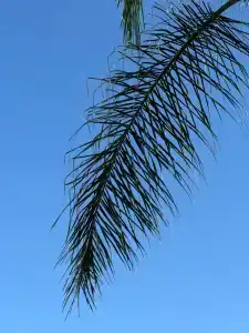 Paloma Finesse Side - 61