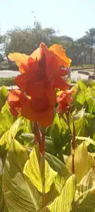 Reef Oasis Beach Aqua Park Resort - 75