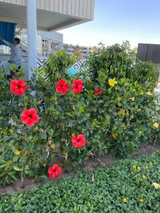 Pyramisa Beach Resort Sharm El Sheikh - 21