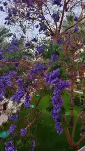 Labranda Club Makadi - 73