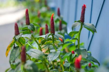 Villa Sonata Phuket - 45