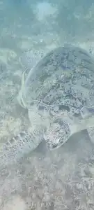 Shams Safaga Resort - 36