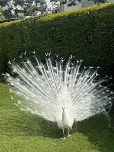 Ciragan Palace Kempinski Istanbul - 35