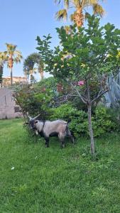 Lucida Beach - All Inclusive - 68