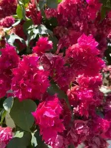 Nirvana Mediterranean Excellence - Ultra All Inclusive - 24