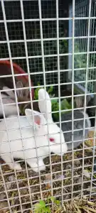 Paloma Family Club - 50