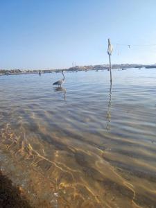 Eden Rock Namaa Bay - 66