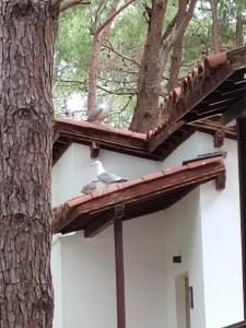 Baia Kemer Club - 29