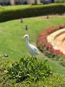 Cleopatra Luxury Resort Sharm El Sheikh - 16