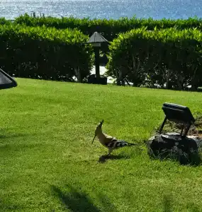 Park Regency Sharm El Sheikh Resort - 39