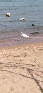 Cataract Layalina Naama Bay - 90