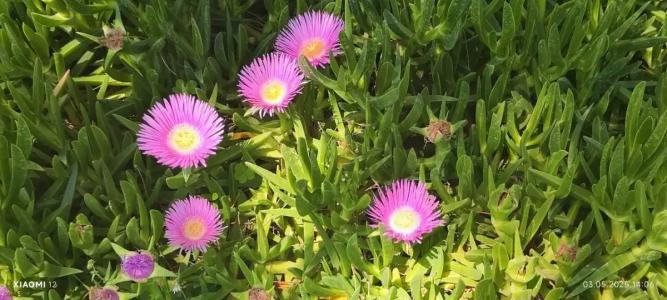 Nirvana Mediterranean Excellence - Ultra All Inclusive - 17