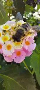 Petunya Beach Resort - 86