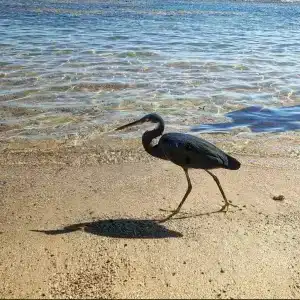 Parrotel Beach Resort - 56