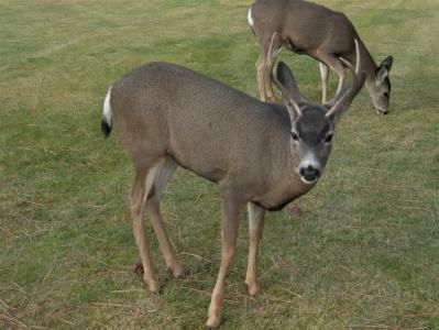 Best Western Ponderosa Lodge - 46