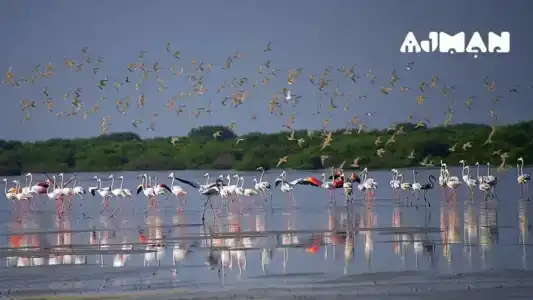 Mermaid Beach LLC - 5