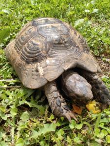 ICs Santai Family Resort - Kids Concept - 61