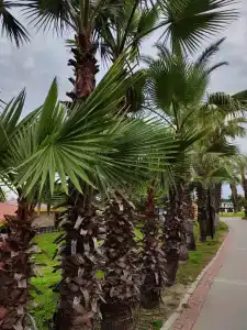 Aquaworld Belek - 64