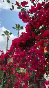 Tu Casa Gelidonya - 63