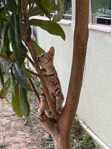 Miarosa Konakli Garden - 34