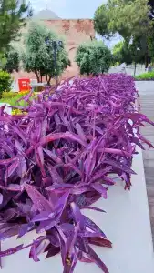 Swandors & Resorts - Topkapi Palace - 17