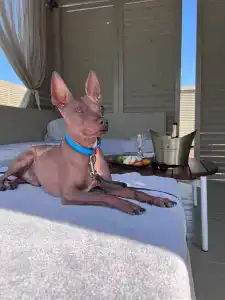 Nirvana Mediterranean Excellence - Ultra All Inclusive - 41