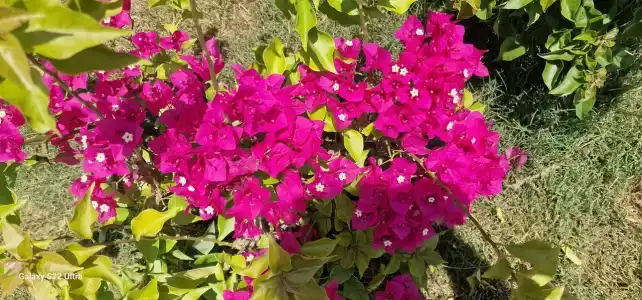 Alva Donna Beach Resort Comfort - 57