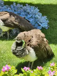 Labranda Club Makadi - 99