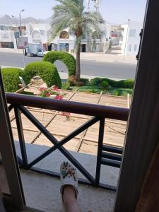 Falcon Naama Star - 37