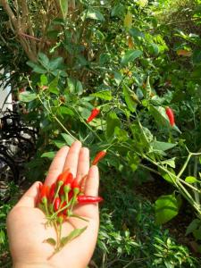 Sukhothai Garden - 76