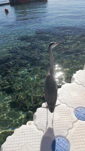 Novotel Sharm El-Sheikh - 78