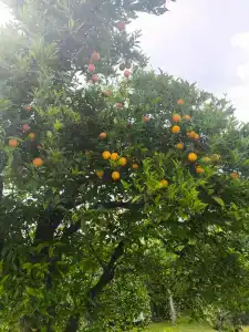 Green Garden Resort & Spa - 43