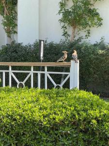 Sunrise Montemare Resort -Grand Select - 73