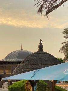 Shangri la Qaryat Al Beri Abu Dhabi - 40