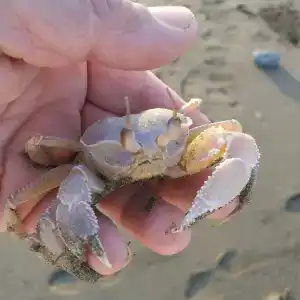 Al Bahar & Resort - 34